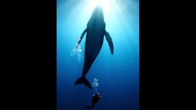 日韩卡二卡三卡四卡免费下载 - 深蓝星球：探索海洋深处的未知世界